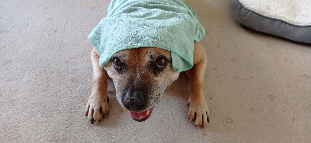 Snafu_999's tweet photo. @MoneySavingExp Before we lost him, my old Bert Sausage would tolerate a wet flannel on his head in hot weather https://t.co/1aQKgH5nTn