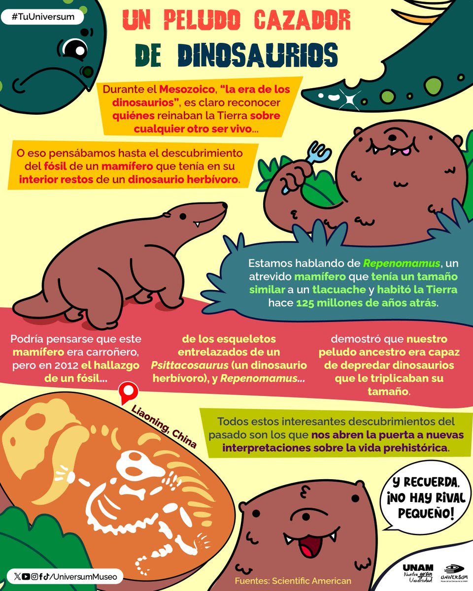 UniversumMuseo's tweet photo. Un mamífero que convivió con los dinosaurios... ¡Y los cazaba! 🦖🦕

#TuUniversum https://t.co/znV3Z71ySa