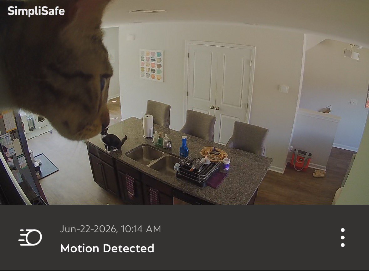 BrooksAD's tweet photo. I’m still getting reacquainted with kitten energy after exclusively adopting adult cats over the past decade. Their current adventure is setting off my security camera while I’m at work because they’ve climbed 11+ feet in the air 🤦🏻‍♀️ https://t.co/v49Clzjpni