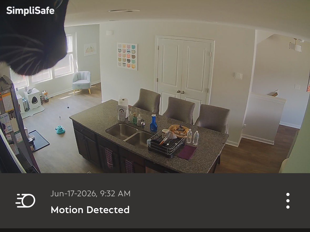 BrooksAD's tweet photo. I’m still getting reacquainted with kitten energy after exclusively adopting adult cats over the past decade. Their current adventure is setting off my security camera while I’m at work because they’ve climbed 11+ feet in the air 🤦🏻‍♀️ https://t.co/v49Clzjpni