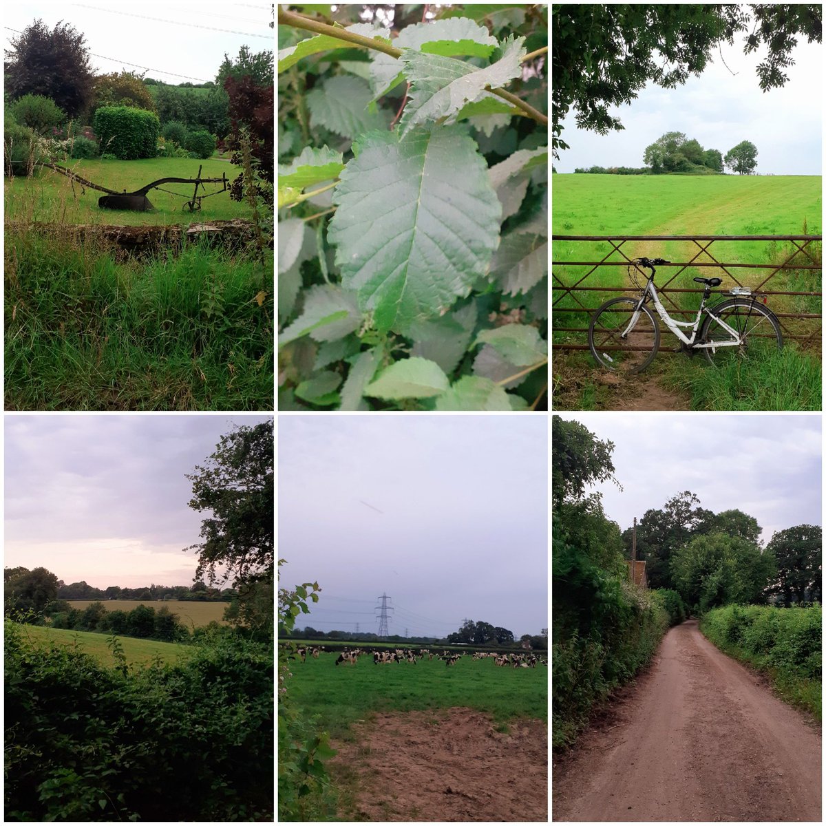 CyclingAquarius's tweet photo. Tonight's views🌥🚴🐎🚜🐄🐀😊
I spotted a Plough &amp; a Young Elm in the hedgerow🌳🍃 #cycling #Plough #Elm 💗 https://t.co/WVQqp5Qvut