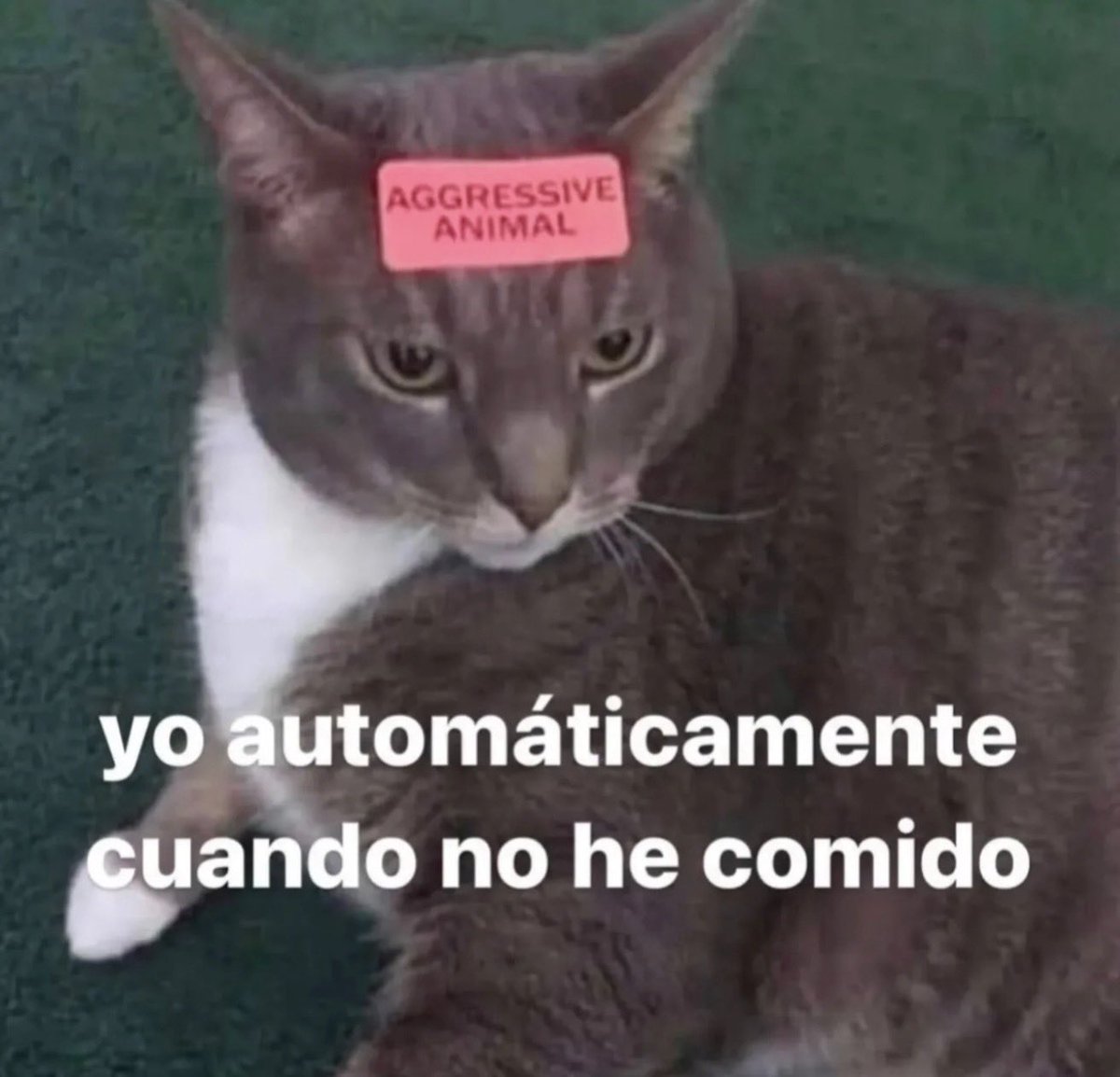 ANIMALITOSSANA's tweet photo. https://t.co/SWhf73o1id