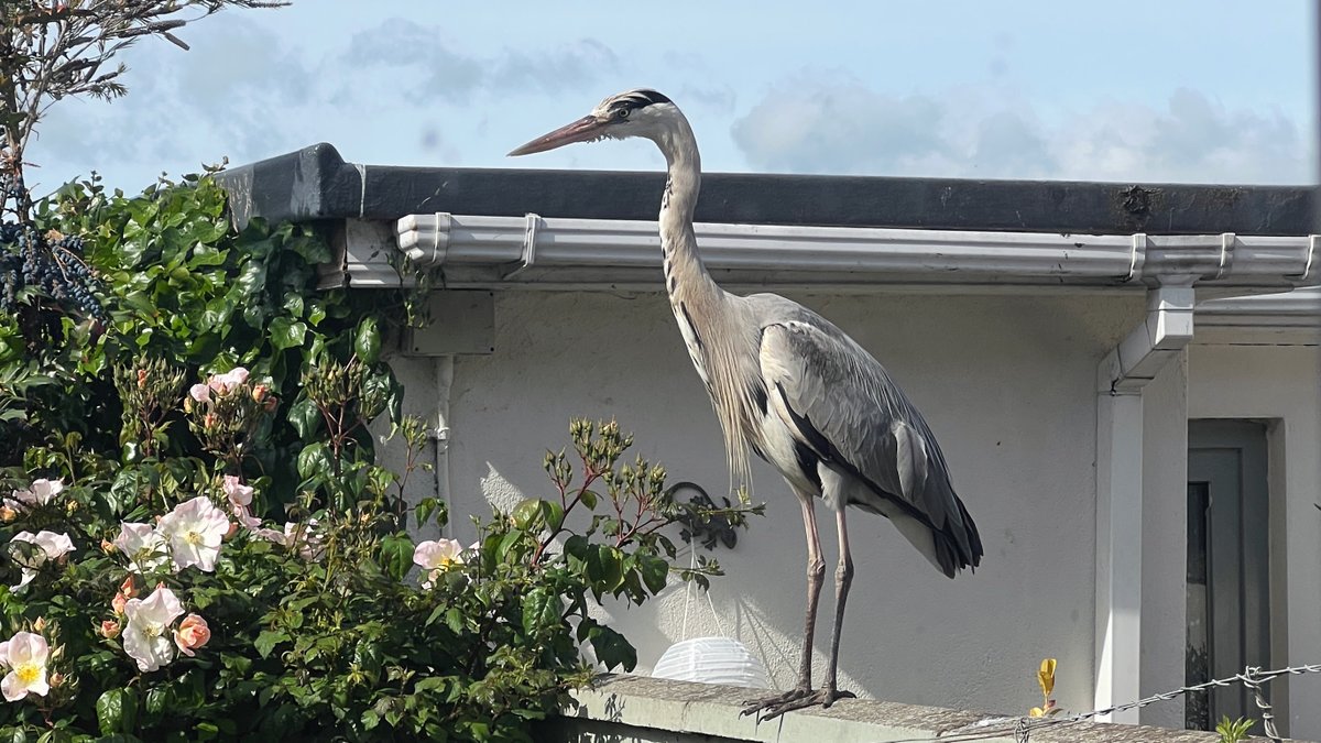NatureRTE's tweet photo. Tonight at 10pm on MGW: Summer Solstice and wildlife, 35 years of Ireland’s Whale &amp; Dolphin Sanctuary, a rare Gervais’ Beaked Whale in Clare, @mybroadcasts visits Paddy the Heron in East Wall, and huge Basking Shark numbers off Mullaghmore. For more see https://t.co/EbkD5RULoK https://t.co/rHcA5Ndyc5