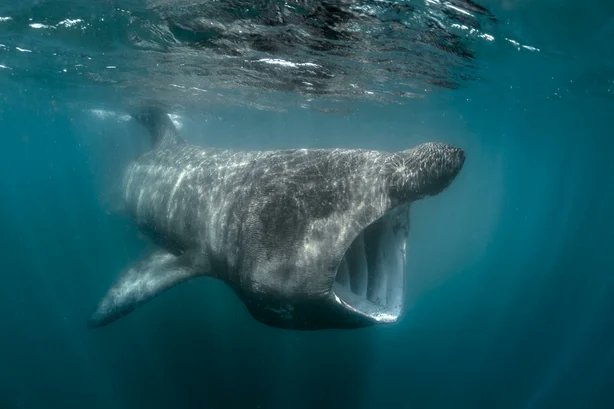 NatureRTE's tweet photo. Tonight at 10pm on MGW: Summer Solstice and wildlife, 35 years of Ireland’s Whale &amp; Dolphin Sanctuary, a rare Gervais’ Beaked Whale in Clare, @mybroadcasts visits Paddy the Heron in East Wall, and huge Basking Shark numbers off Mullaghmore. For more see https://t.co/EbkD5RULoK https://t.co/rHcA5Ndyc5