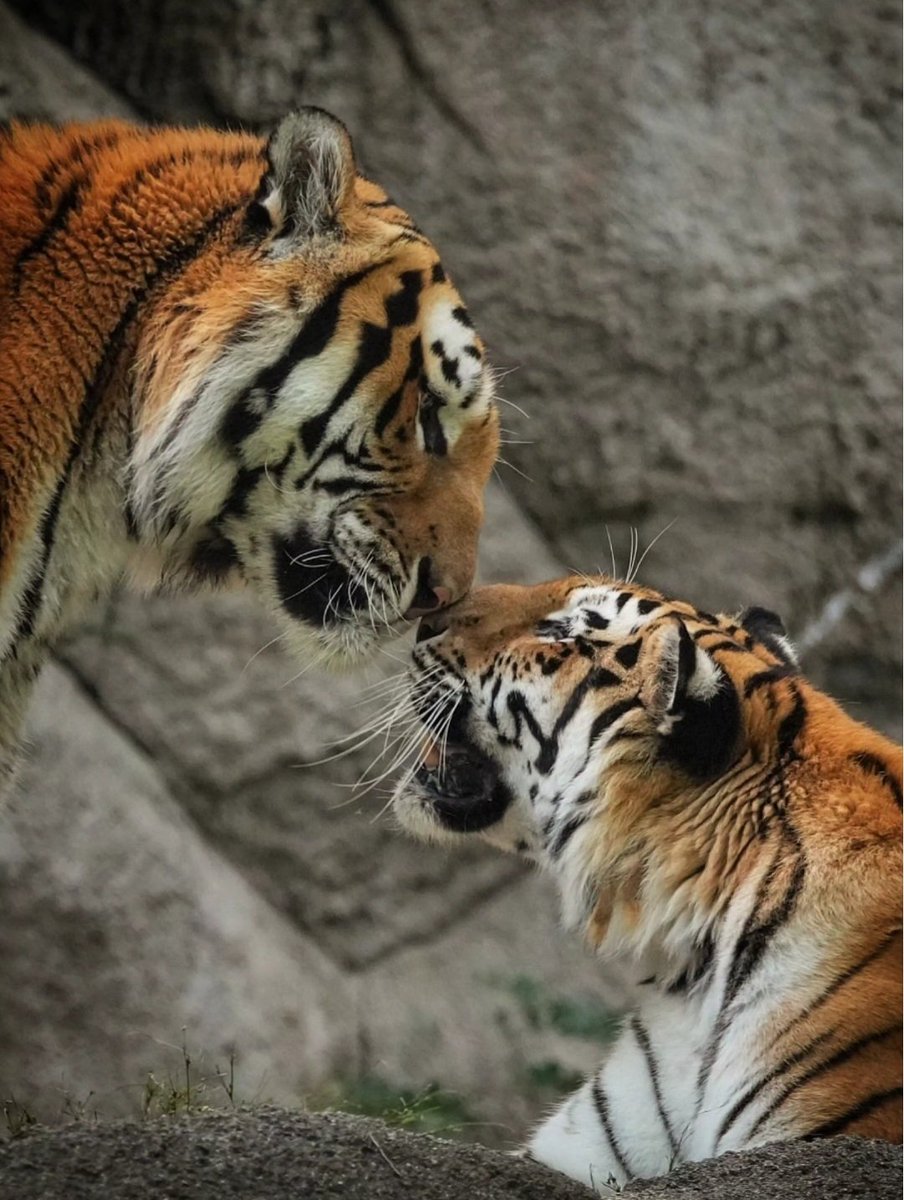SwimShingo's tweet photo. 鼻キス💋🐯
#アムールトラ #浜松市動物園  #amurtiger #tiger https://t.co/0fUCmpvaUG