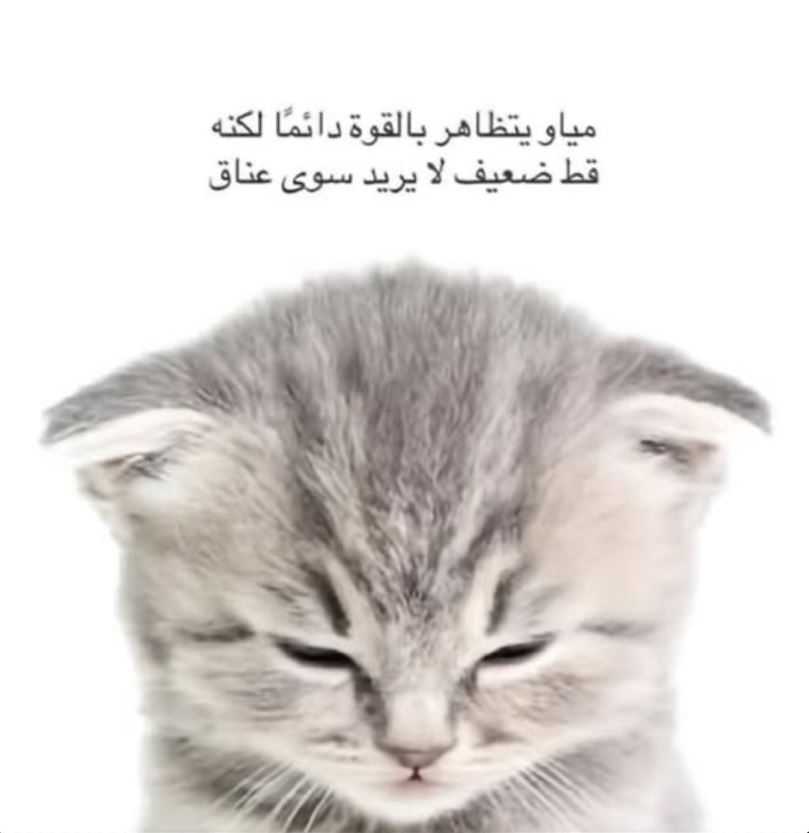 $ tweet media