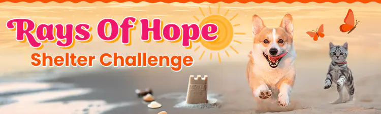 MarkMilbert2's tweet photo. Please vote for the kitties in the Rays Of Hope Shelter Challenge for @RMFRCO. Just 2 quick clicks. You may vote daily here. >  https://t.co/5WgUlkYaul https://t.co/mvGut0EBxH