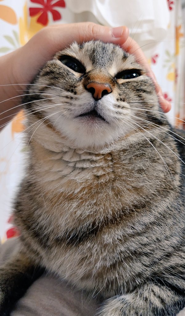 cat_56chan's tweet photo. おはよ〜おみみないないアザラシは早起きもやぶさかでない https://t.co/FslkhKOl9J