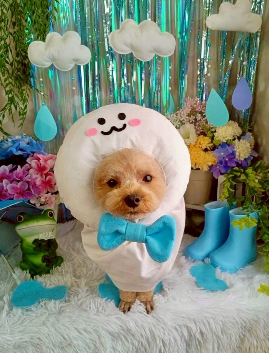 マルプー🐶もち (@mochipoo0701) / Posts / X