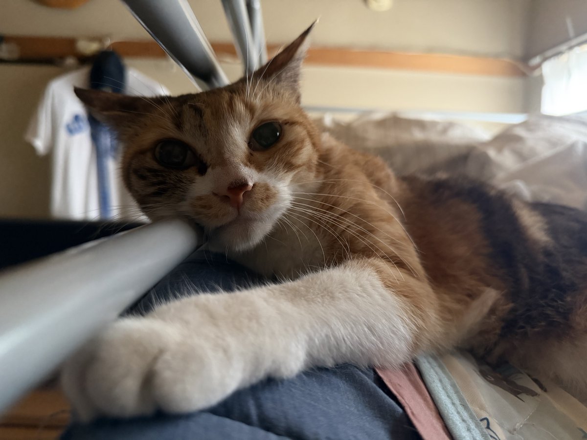 ecochandy's tweet photo. おはにゃん🐾 今朝の猫風景 🐾 朝一、朝早くはまだ陽射しが強くない、それでも陽に当たりたいのが猫様達の本能
#photocat https://t.co/2LOKX06A1d