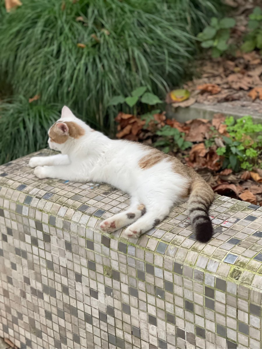 Alex21224875's tweet photo. A random street snap that turned out so much better than I expected—just a quiet alley corner with a stray cat stealing a quick nap in the sun. https://t.co/uJEWQbpxot