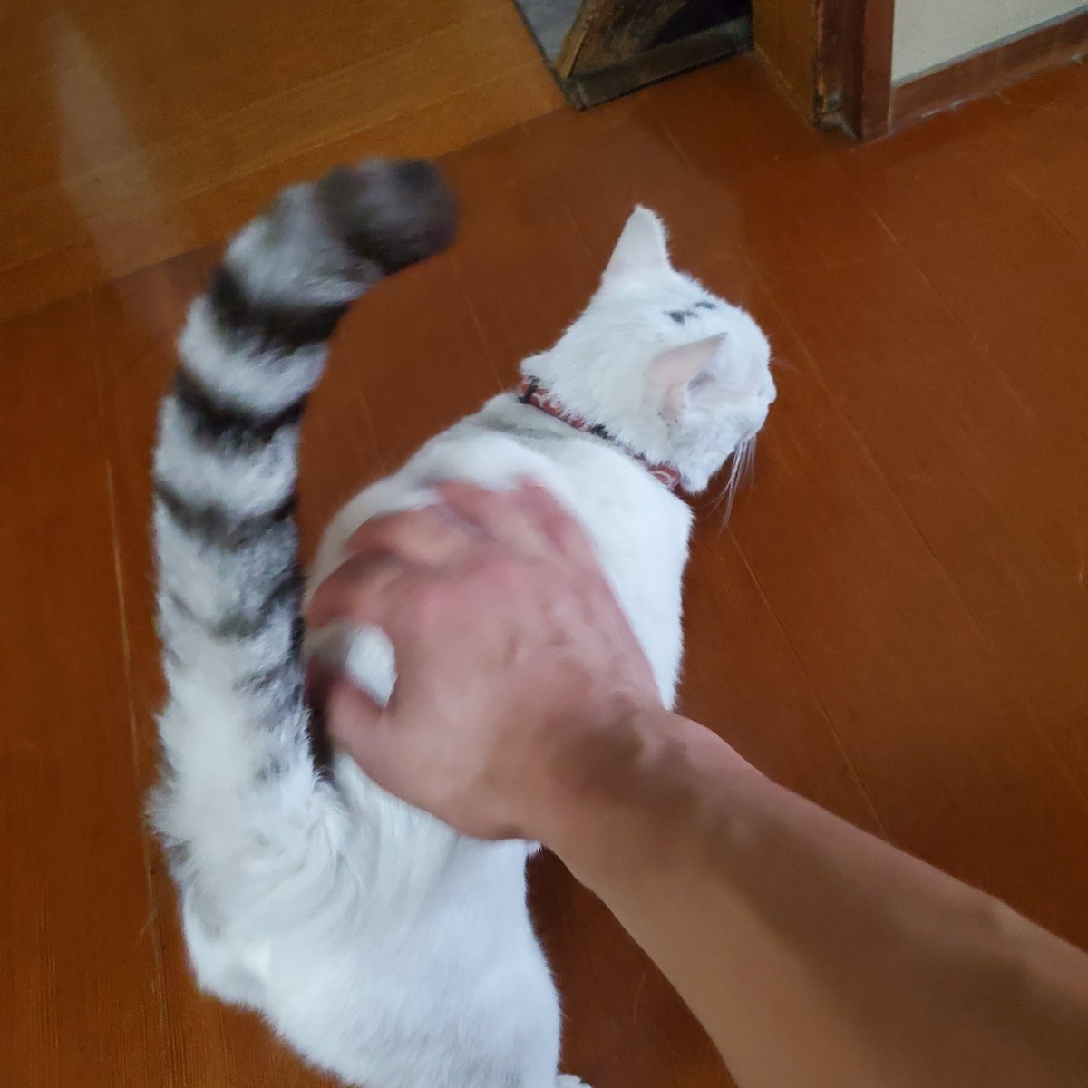 evil_wasps's tweet photo. つい先日まで避難してました。にゃー https://t.co/uszacY800r