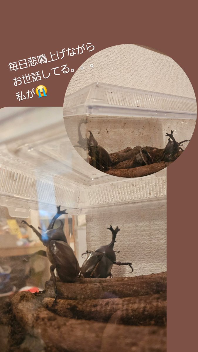 amnos310415's tweet photo. 毎日の継続が大切と
分かっているけど
選ぶなら家族の体調を優先！
の結果お久しぶりな投稿が
カブトムシな朝。
おはようございます✨
無事に孵化したカブトムシ達。
少し可愛いと思えてきました😅 https://t.co/YM23bnGz8u