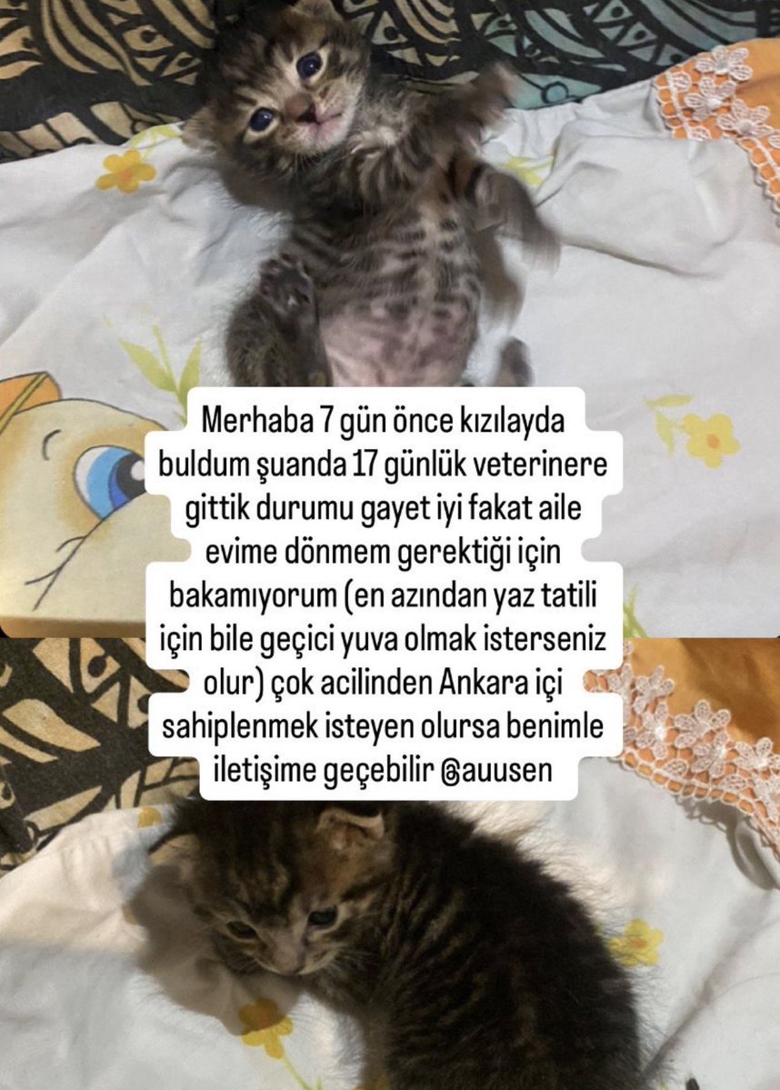 sokak hayvanlarına destek tweet media