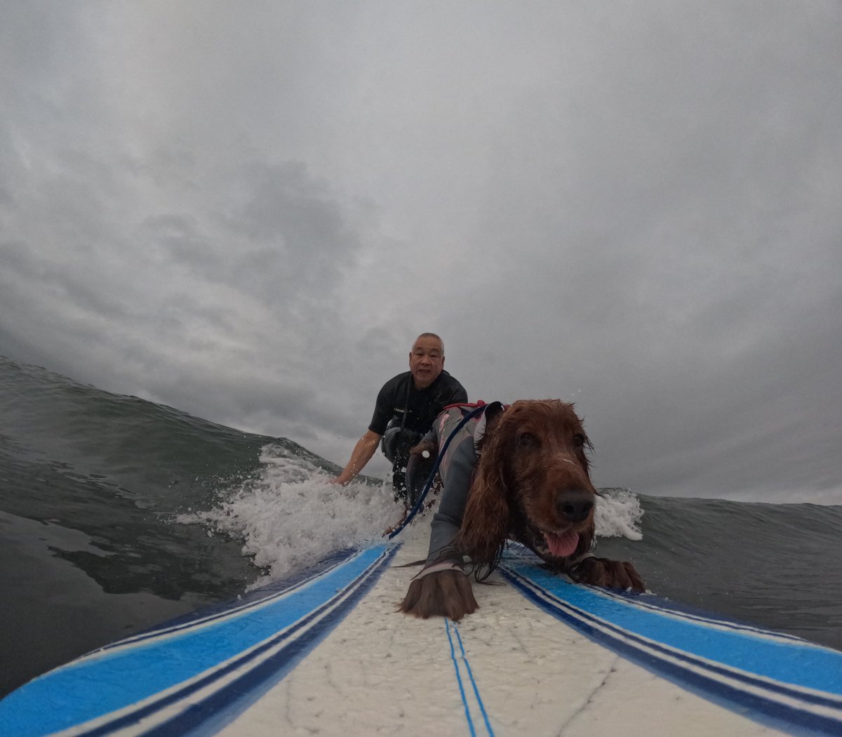 Surfing_Dog's tweet photo. 2026.6.23
ハッピータンデムサーフィン♪
#goprodog #hero13black
#goprojp
#goproのある生活
#wavestorm #stormblade
#bambina #アイリッシュセター #irishsetter
#サーフドッグ #サーフィン犬
#サーファー犬 #ドッグサーフィン
#波乗り犬 https://t.co/WUmZ0SjEt2