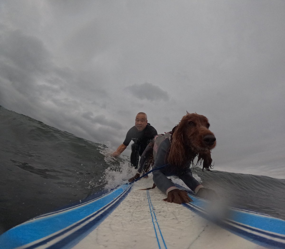 Surfing_Dog's tweet photo. 2026.6.23
ハッピータンデムサーフィン♪
#goprodog #hero13black
#goprojp
#goproのある生活
#wavestorm #stormblade
#bambina #アイリッシュセター #irishsetter
#サーフドッグ #サーフィン犬
#サーファー犬 #ドッグサーフィン
#波乗り犬 https://t.co/WUmZ0SjEt2