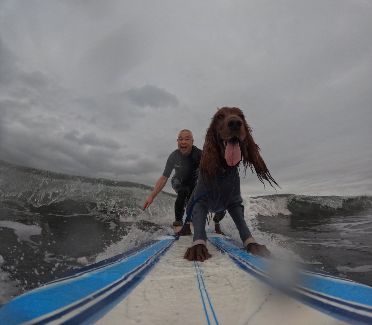 Surfing_Dog's tweet photo. 2026.6.23
ハッピータンデムサーフィン♪
#goprodog #hero13black
#goprojp
#goproのある生活
#wavestorm #stormblade
#bambina #アイリッシュセター #irishsetter
#サーフドッグ #サーフィン犬
#サーファー犬 #ドッグサーフィン
#波乗り犬 https://t.co/WUmZ0SjEt2
