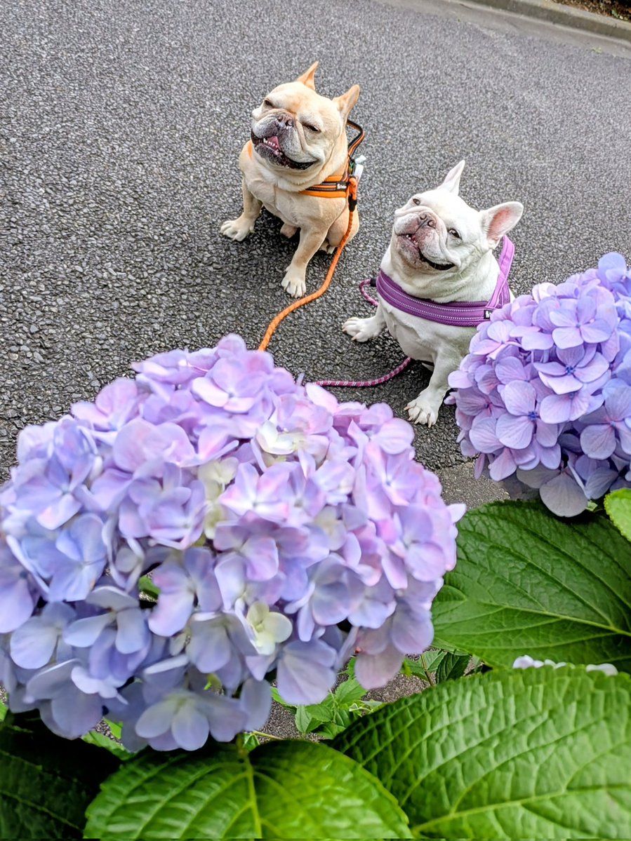 MooN_Mond_Mars's tweet photo. おはよ〜♬ワン🐶
今朝は…曇り☁ 朝日🌅なし 涼しい😊
昨日の海んぽ🐾🌊でお疲れで歩かないパターンかと思ったけれど…
楽しそう♬に 朝んぽ🐾行けました💜🧡
今日も良い1日にな〜れ🍀(*>ω<)b https://t.co/GjiyUNnWTZ