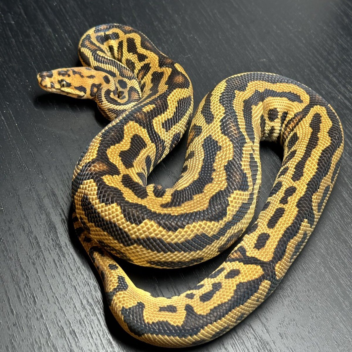 Dnasty0014Y3l's tweet photo. #SideBcollection
#YellowBenjamin
#BallPython
#ボールパイソン
#YB
1.0 YB Hurricane Batman https://t.co/TJffUlkrb2