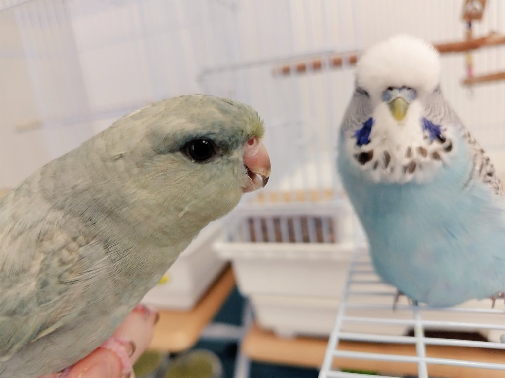 ren__pet's tweet photo. 今朝の２人🐥
それぞれカメラに向かってにっこり。
#サザナミインコ
#ジャンボセキセイインコ https://t.co/JDKytDUCBD