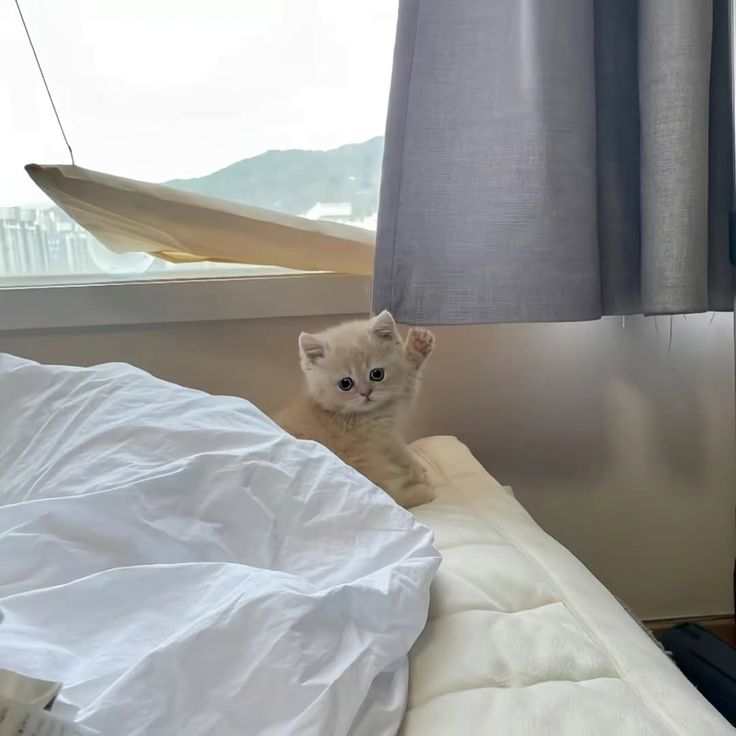 Cats all the way tweet media