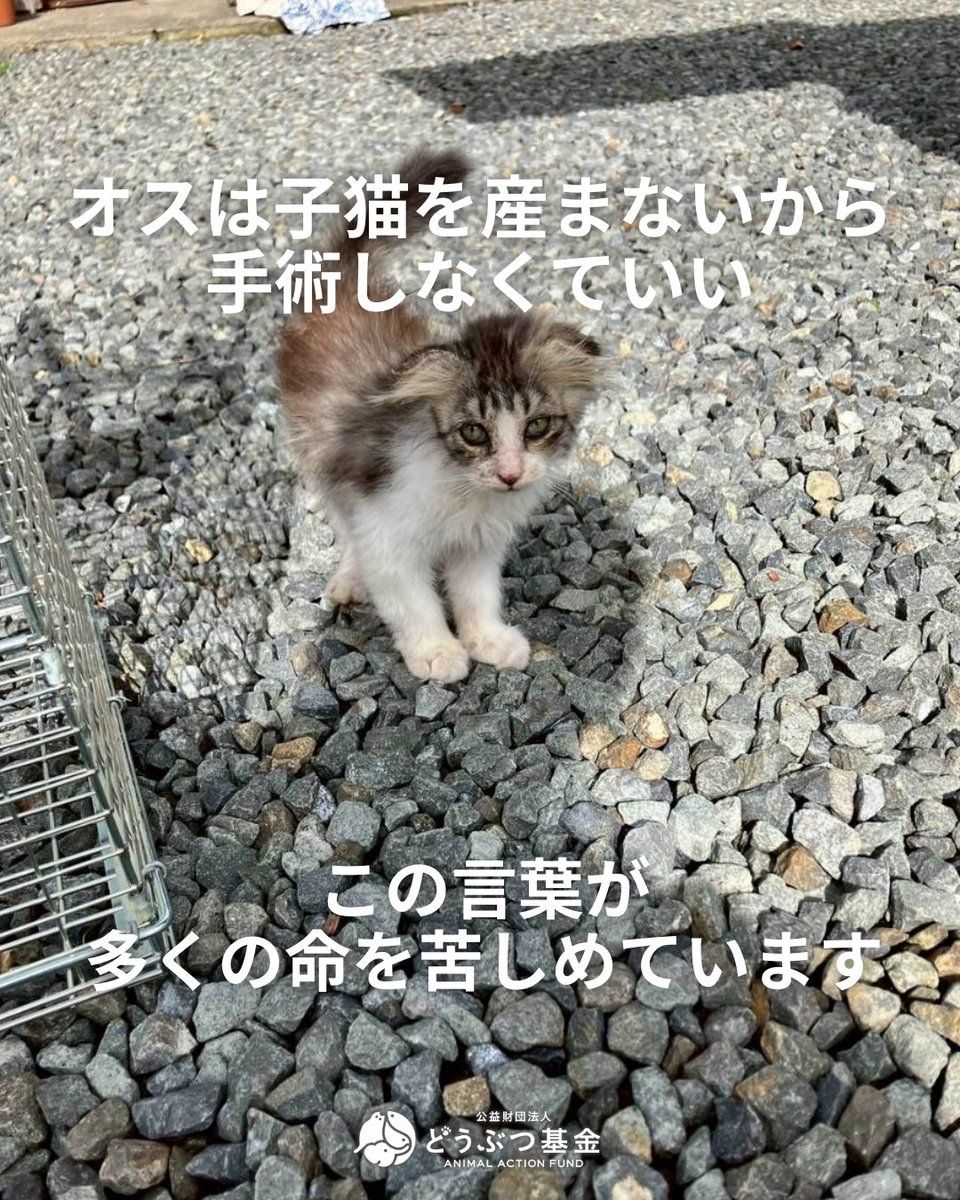 Doubutukikin's tweet photo. 「オスは子猫を産まないから、手術しなくていい」
その言葉が、どれだけの命を苦しめているか、知ってほしいのです。

メス猫1頭は、1年で20頭以上に増えると言われます。

そして、その繁殖の引き金を引くのは
——未手術のオスです。

2026年6月16日〜19日の4日間。
どうぶつ基金病院 都城では、164頭の猫の不妊手術を行いました。

そのうち、妊娠していたメス猫は24頭。

おなかに宿っていた命は、91頭。
この91頭という数字を、どうか責めないでください。

生まれることのなかった命です。

もしほんの少し早く不妊手術ができていれば、
メス猫が妊娠することもなく、
悲しい命が宿ることもなかったのです。

もし、この子たちが生まれていたら
あたたかい家庭に恵まれ、幸せになっていたかもしれません。

でも、それはほんの一握り。

外で生まれた子猫の多くは、苦しみながら育ち、
やがてまた子を産み、その子もまた苦しむ——。

そんな悲しい連鎖が、今も繰り返されています。

苦しむために生まれてくる命を、これ以上増やさないこと。

それが、いま私たちにできるいちばんのやさしさです。

たった1頭のオスが、数えきれないほどの「生まれてすぐ消えていく命」のきっかけになってしまう。

日本では今も、年間およそ4,900頭もの猫が殺処分され、その多くが生まれて間もない子猫たちです。

「手術はかわいそう」

本当にかわいそうなのは、生まれてもすぐに飢えや病気で消えていく命

そして冷たい場所で最期を迎える命ではないでしょうか。
オス猫の去勢は、その子を傷つける行為ではありません。

これ以上、悲しい命を生まないための、いちばんやさしい選択です。
オス猫だからこそ、手術を。

その一歩が、たくさんの未来を救います。

さくらねこサポーターになって応援❣
https://t.co/DXlgCk4hPP