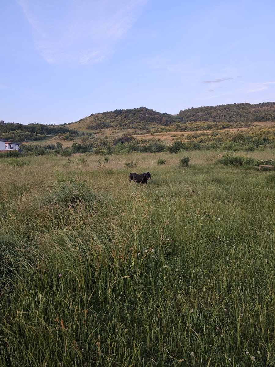 BryannaIdrys's tweet photo. The Weight of an Old Dog's Morning https://t.co/l9B0lkTvCP