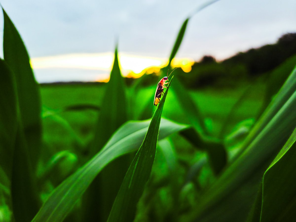 RiverRatSkippy's tweet photo. A firefly getting ready for the evening. https://t.co/875tfVE455