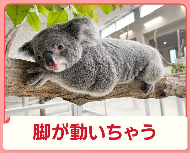 morningshow_tv's tweet photo. 6/23放送「脚が動いちゃうコアラ」

木の上でのんびり過ごすコアラ🐨

ある日、飼育員さんに背中を優しくかかれると、後ろ脚が動きます。

胸のあたりをブラッシングされても、ブラッシングの動きに合わせ、後ろ脚をカキカキ。

コアラは、胸をブラッシングされると、なぜ脚が動くのでしょうか？ https://t.co/m0zT1ksIo5