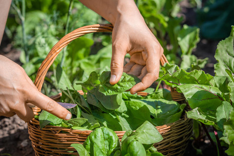TXYXo0c05zdDYS9's tweet photo. Just tried the local organic spinach—super fresh, crisp, and no bitter aftertaste at all! Perfect for salads or morning smoothies, 10/10 would buy again. https://t.co/UZrLdsMq0w