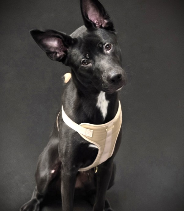 itsadogslifersq's tweet photo. AMOR #A2193503
1yo.listed as #gsd but #dutchshepherd features
Amor means "love", and that's what this good boy is. Owner surrendered due to eviction.
Amor is struggling being locked up, needs a family, love, guidance, structure.
#EUTHLISTED THU 6/25‼️ #NorthCentral #losangeles https://t.co/MgEcwKQKFQ