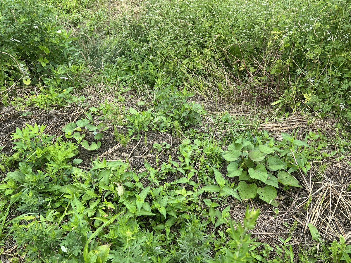 kaichoushinji2's tweet photo. 🍠サツマイモの蔓を追加で草を引いて埋めておきました♪以前植えたものも葉が増えてきました🌿 https://t.co/uELf09mkRr