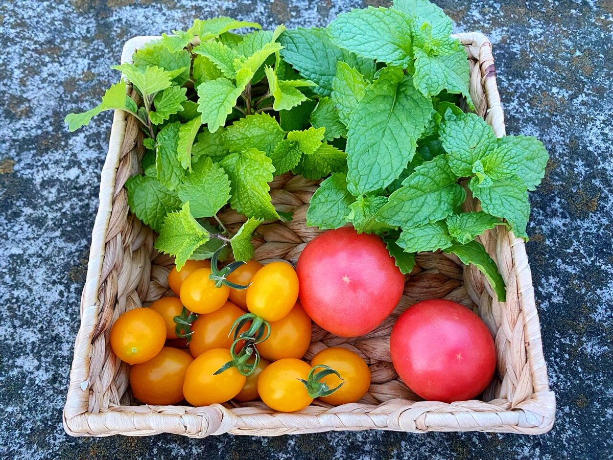 Alice67044316's tweet photo. Just tried the new organic cherry tomatoes from our local farm! Burst with sweet, tangy juice, super crunchy, no weird aftertaste—perfect for salads or snacking  #FreshFind #LocalFood， https://t.co/mFyLtyar3C