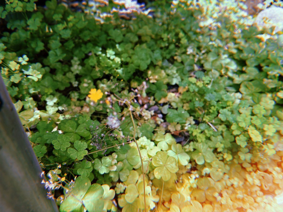 YabikuT's tweet photo. 6月23日。沖縄慰霊の日。

もう二度と、二度と起きてはいけない。
繰り返してはいけない。絶対に。
みんなで願えば、きっと。

心からの祈りを込めて。 https://t.co/pexrSIliow