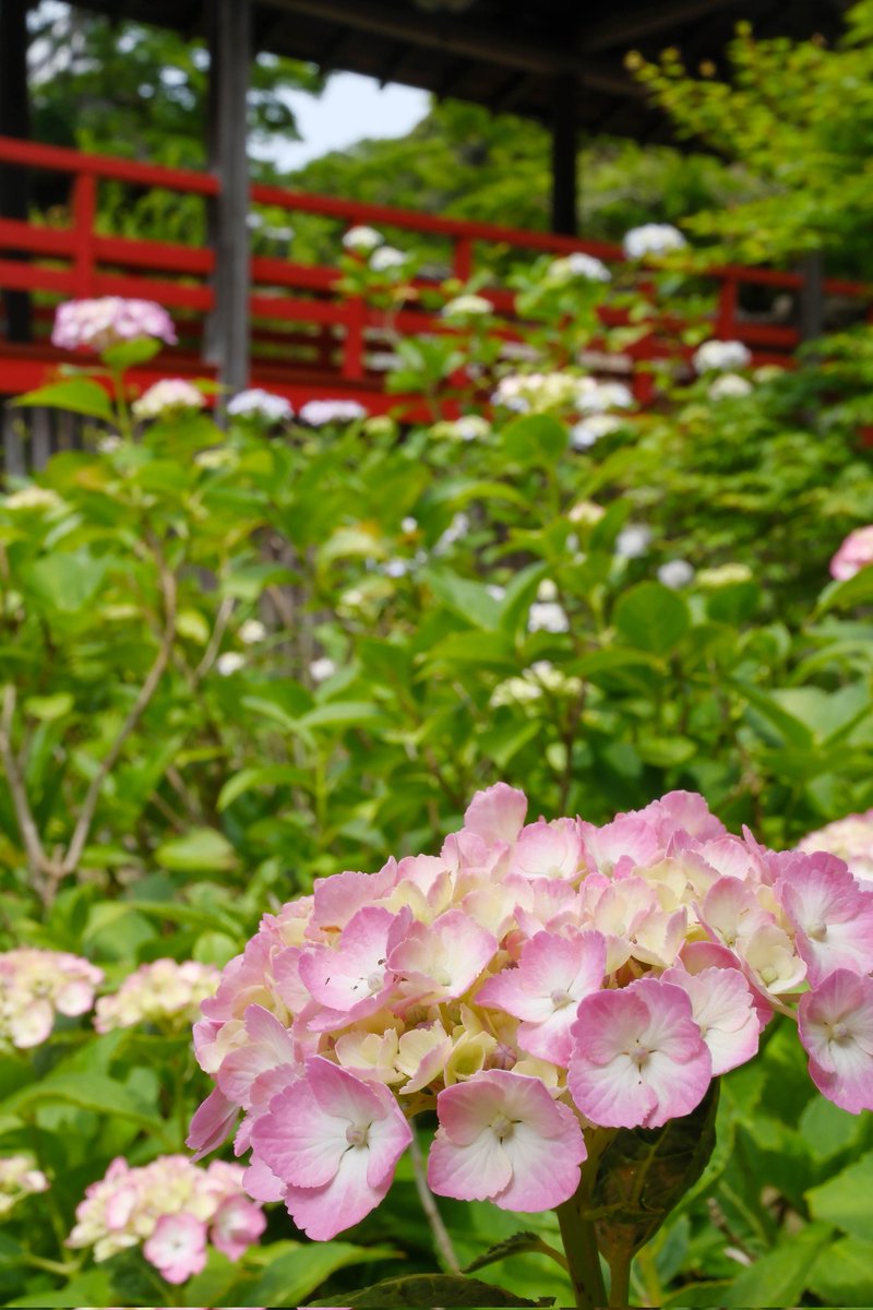 紫陽花 shot on #fujifilmXE5 #XE5 #XF30F28 #XF30 FUJIFILM X-E5 +
