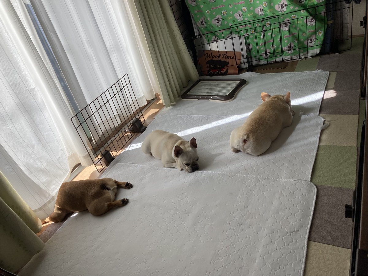 iDCTbs8uKXv5Wsz's tweet photo. とのこ軍団

おやすみ💤💤💤 https://t.co/ackG9gLITm