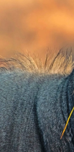 mcgovernwild's tweet photo. We're starting daily wildlife quizzes!

What animal is this? #animal #wildlife #safari #natgeo #wildlifephotography https://t.co/1gsZ6h7uVe