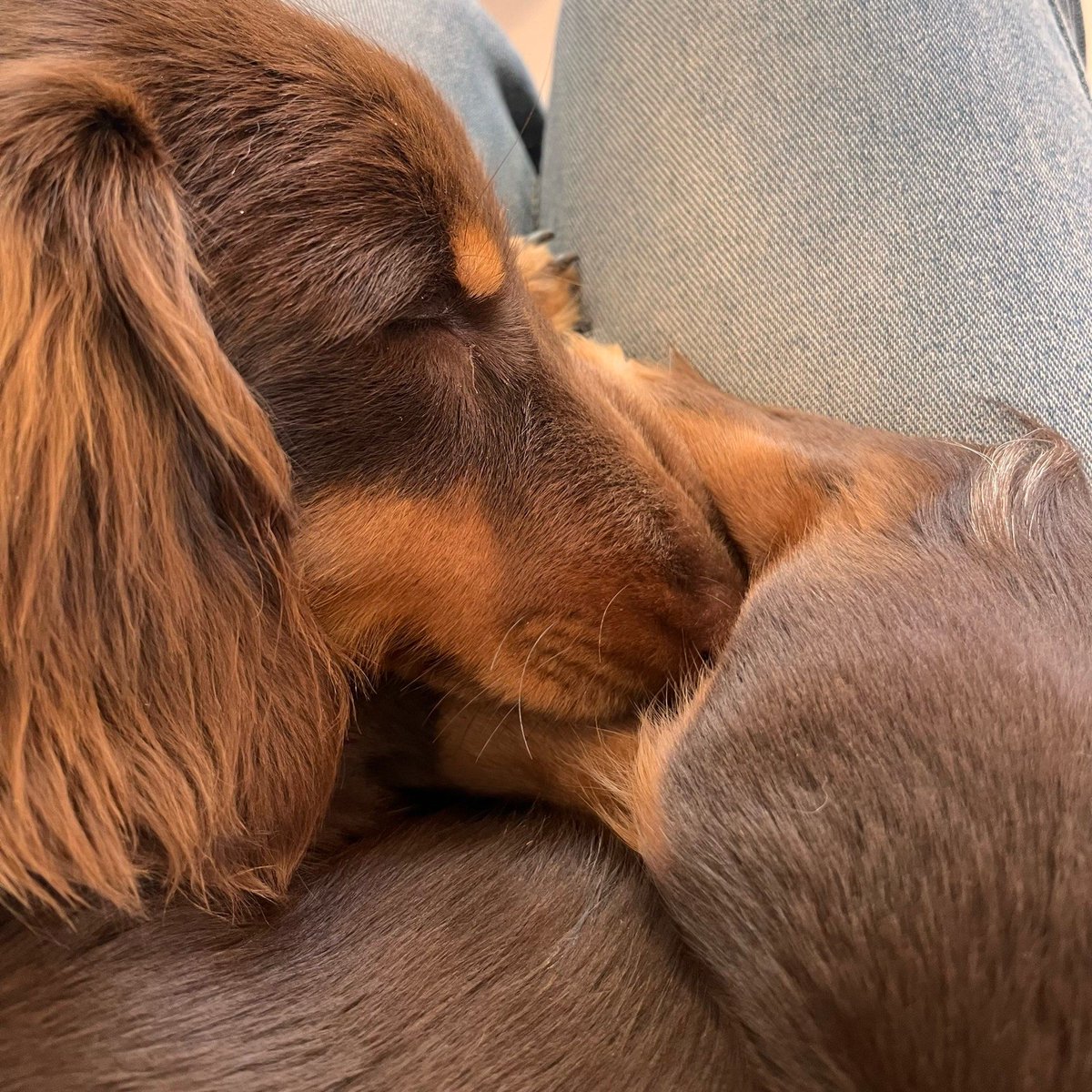rus1anbekova__'s tweet photo. Nothing beats coming home to a wagging tail and warm purrs—your pet’s love is the tiny, perfect joy that makes every ordinary day brighter , https://t.co/243ggF0J1g