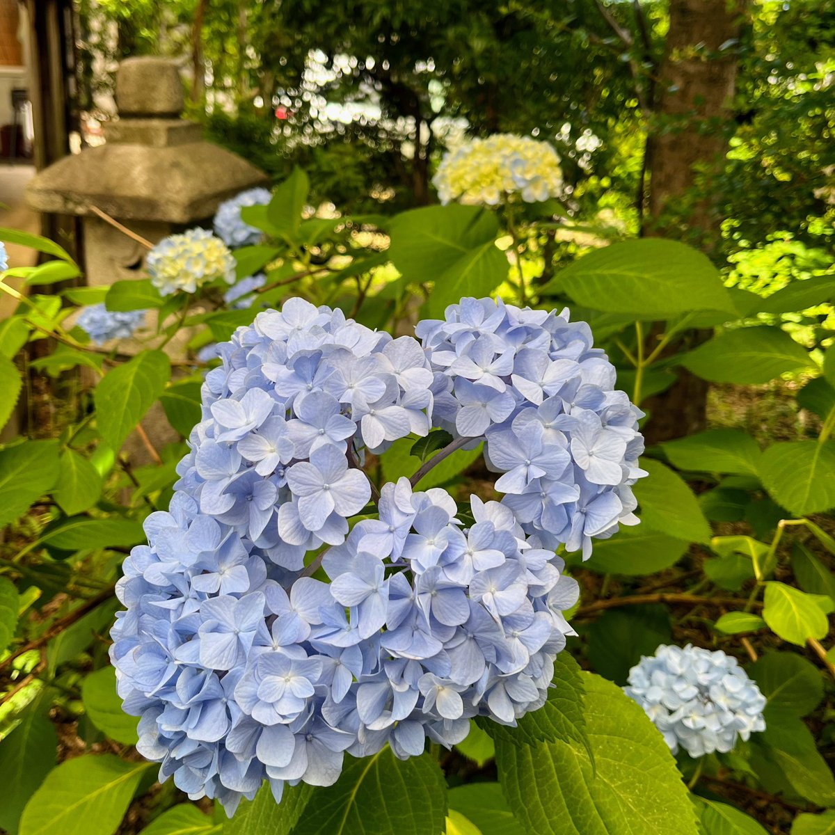 kinocook01's tweet photo. #塩田平 #あじさい 
お取引先に… #産地直送 で配達💨
🍄 #えのき茸 カット
🍄 #ぶなしめじ カット
🍄 #まいたけ カット
冷蔵庫内でスタンバイ中😃
#企業公式つぶやき部  #上田市 https://t.co/tdv9QXhmEF