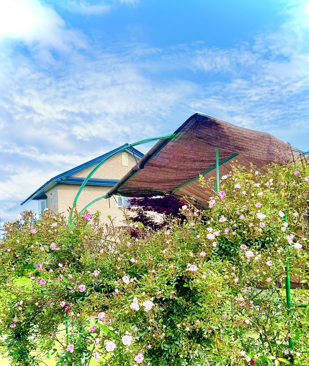 Shin15181531's tweet photo. 3日雨続きの｡｡｡『 晴れ間🌤️ 』

 作業場の東側から西側へ〜
      1／4のミニ蔓薔薇の壁🥀

#舞姫乱舞 https://t.co/LkOryOXOGt