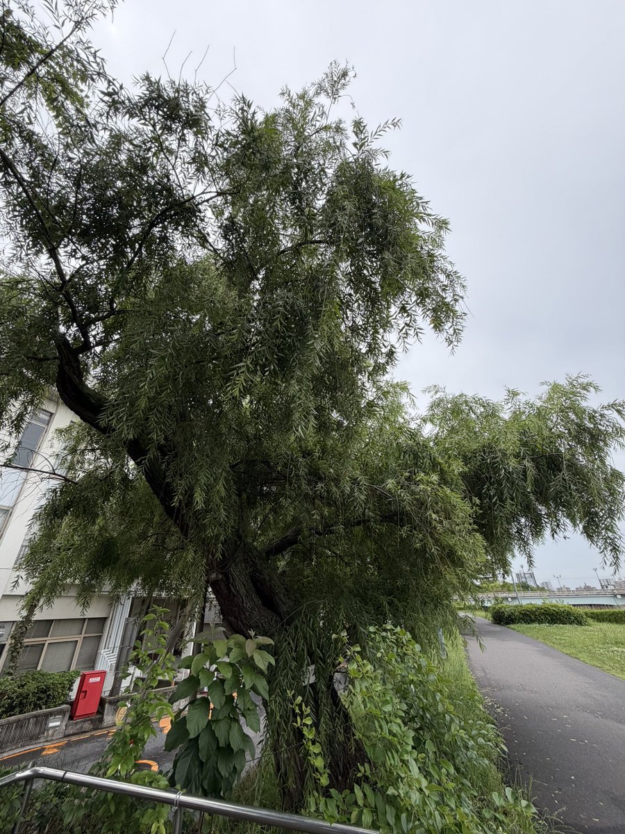 mia_vivid's tweet photo. 今年も元気に
茂っている🌱シダレヤナギ🌱

爆心地に一番近い被爆樹木

次世代に繋ぐために大切に育てられていたひこばえを切られたことがあったので、ちゃんとお知らせも貼ってあった。 https://t.co/tiPsgPVbQy