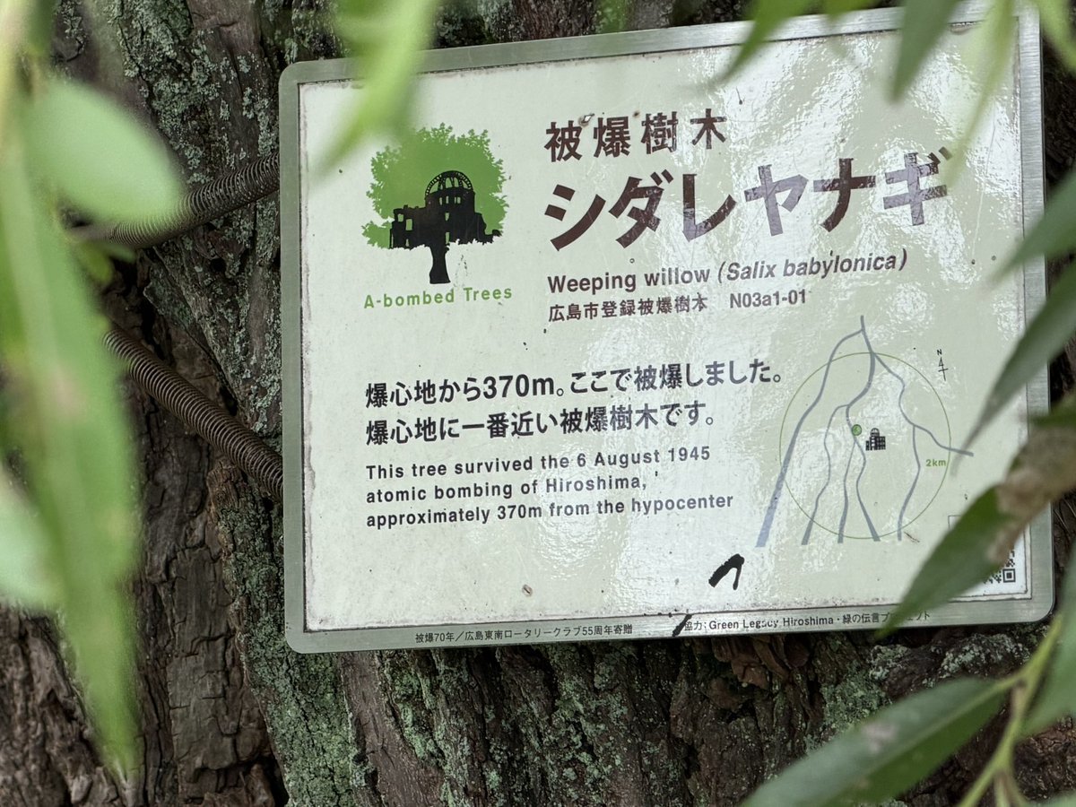 mia_vivid's tweet photo. 今年も元気に
茂っている🌱シダレヤナギ🌱

爆心地に一番近い被爆樹木

次世代に繋ぐために大切に育てられていたひこばえを切られたことがあったので、ちゃんとお知らせも貼ってあった。 https://t.co/tiPsgPVbQy