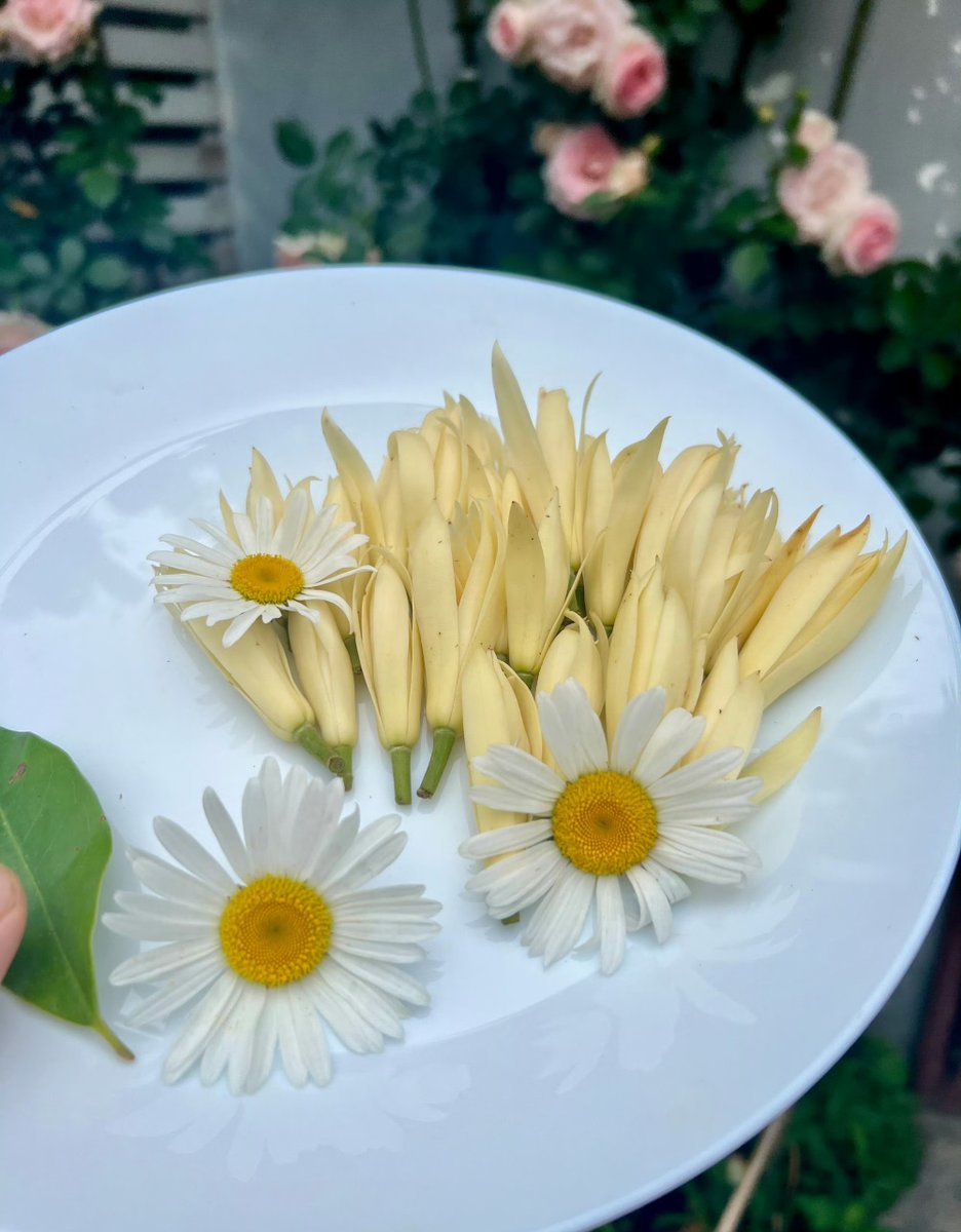 bad_gamer23's tweet photo. [Come join our neighborhood plant swap this Sat 10am at Central Park! Bring your extra succulents, veggies, or flowers u0026 take home new green pals—free u0026 fun for all ages! ]， https://t.co/MK4ecNh9rw