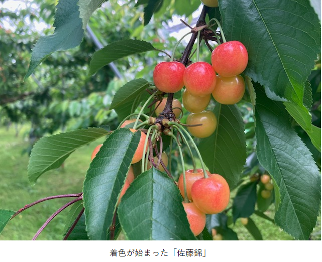 i_agriventure's tweet photo. 《二戸》おうとうの高温対策を強化！～ドローンによる遮熱資材の塗布実証～
二戸地域でも、おうとうの収穫時期が高温で経過する傾向にあり、品質低下は大きな課題となっています。軒高の高いおうとうハウスで実施できる高温対策として、遮熱資材塗布の実証を行いました。
https://t.co/8YYoHXAkPK https://t.co/4siaePf8k0