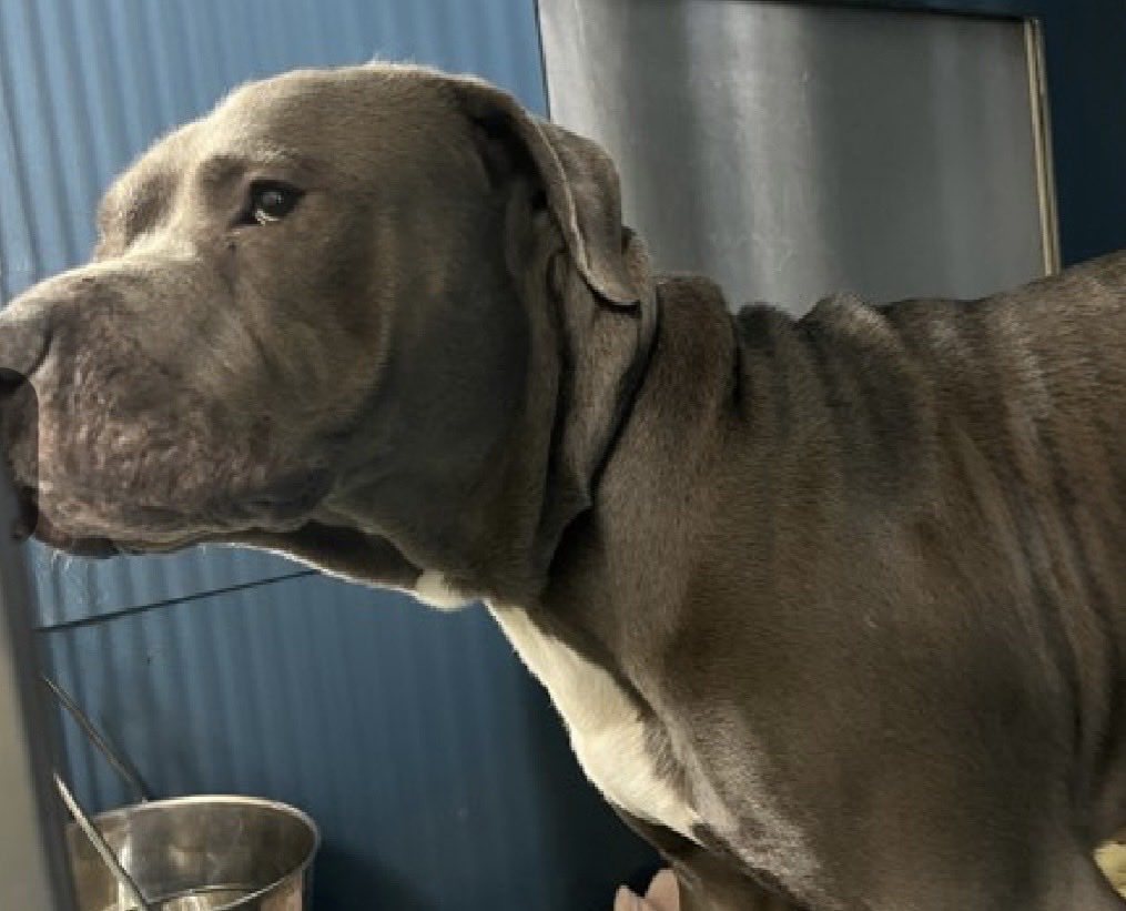 MoishesMom's tweet photo. 🚨 🆕 Stray Pibble Pup 💉🎯NYC🚨

Hugh Morris is a 1️⃣ year old boy who arrived stray at the Manhattan Pound in NYC7️⃣days ago…he’s 6️⃣5️⃣pounds

Hugh Morris’Bio ℹ️ 🔗 ⬇️

https://t.co/Kdo8rVTNYP

To be clear this pup will be railroaded to the kill 💉list…one pic in the “kennel” (and it’s a horrible one)

✍️ DM to @notthesameone2 to get help with the ACC application process…Hugh Morris needs out now!