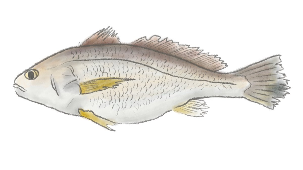 fishlle's tweet photo. 【今日の未利用魚紹介🐟】
「シログチ」

浮き袋を使ってググっと鳴く様子が、まるで愚痴を言っているようなのでシログチと呼ばれているんだそう。
西日本ではシログチ、東日本ではイシモチと呼ばれています。

#Fishlle #フィシュル! #未利用魚 https://t.co/MvZ0jRtPB3