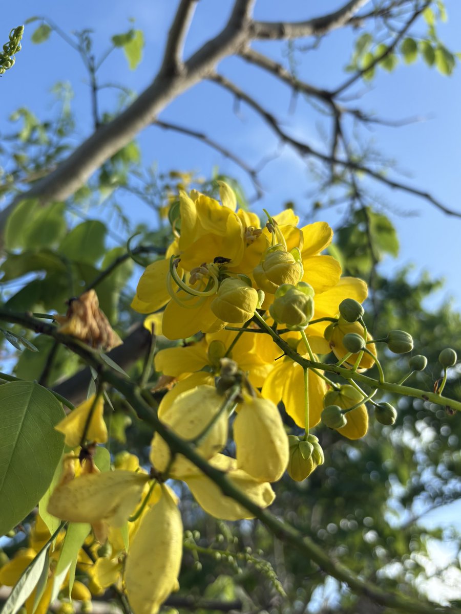 Saato0710's tweet photo. おはよ〜ございます^o^

　　火曜日〜

晴れ〜☀️

南風が心地よい朝です🎐

水分補給こまめに
体調気をつけて♡

今日も元気にᕦ(ò_óˇ)ᕤ💕

今日も一日✨
笑顔✨で過ごせますように♪

#イマソラ
#沖縄慰霊の日
#戦後81年
#全戦没者の御霊に🙏
#沖縄 https://t.co/AbOKqFOW1F
