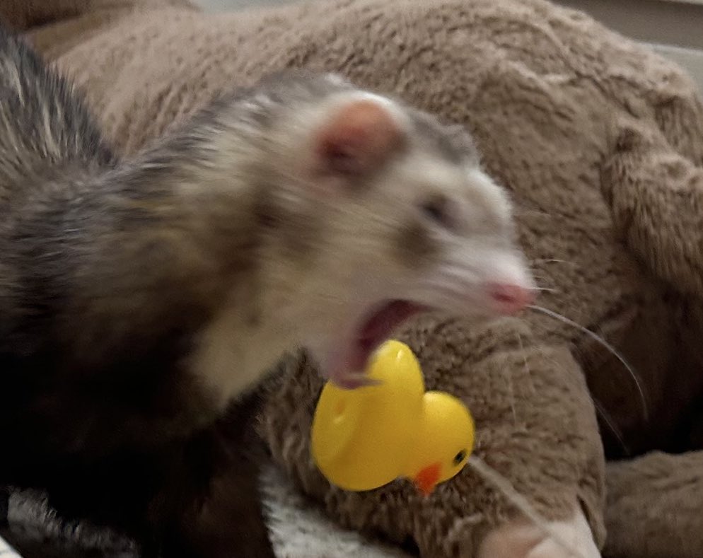 TheMartyred 🐀 tweet media