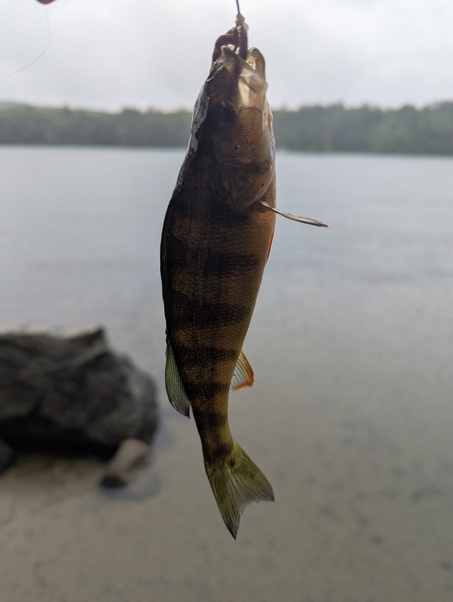 VV_Dare's tweet photo. Women want me. Fish fear me. https://t.co/MrotRmzaKe