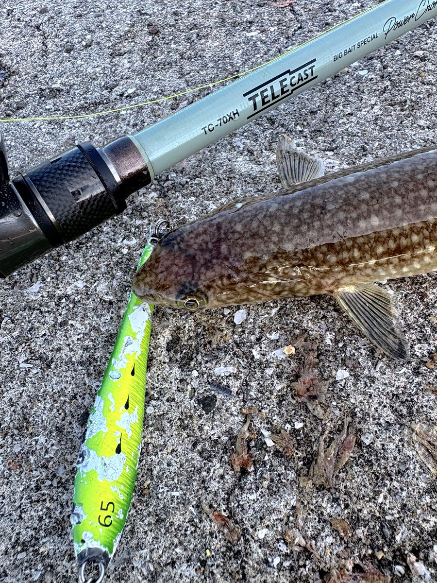 T_Vocal1204's tweet photo. 【TELECAST TC-70XH BIG BAIT SPECIAL “Power Chord”】入魂🎣

エソで入魂😭笑
テレスコのビッグベイトロッドやけど、案外軽いのも投げれるしお洒落🎣
購入の経緯は意外な共通点がありプチ運命を感じたから（自分にしか分からん。笑）
コスメも洒落てるから合わすリールも一癖あるやつにせなな🤪笑 https://t.co/RetIZFJUmj